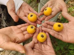 -昆山城市生态森林公园