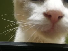 -猫亿天猫咖