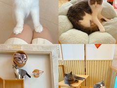 -Catmate·猫肥家润(金润铂宫店)