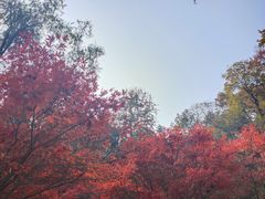 -岳麓山风景名胜区