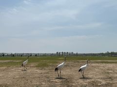 -盐城丹顶鹤湿地生态旅游区