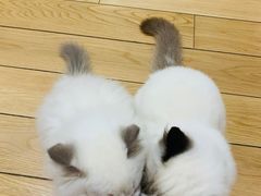 -爱侣宠医·鹦鹉专科·小型哺乳类·异宠专科(灵石路店)