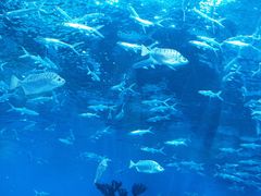 -海合安成都极地海洋公园