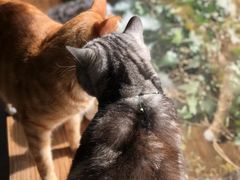 -海边的猫和咖啡馆