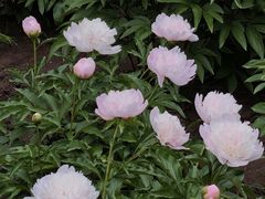 -黑龙江省森林植物园