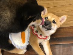 -豆柴町-柴犬主题狗咖(红鼎国际C座店)