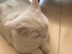 -飞行喵MR PILOT|猫舍·猫咖(静安大融城店)