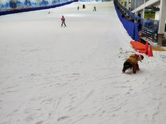-乔波室内滑雪场