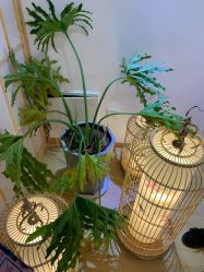 -盼兮·日式美睫沙龙