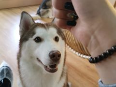 -Husky Go! 哈士奇体验馆·宠物咖啡厅狗咖