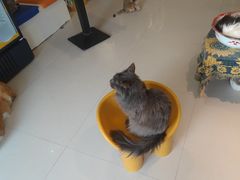 -平行世界·猫咖(首经贸店)
