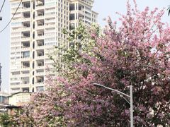 -溪岸路花鸟市场