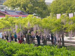 -嘉定紫藤园