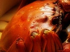 -新花城蟹粉馆(乌鲁木齐店)