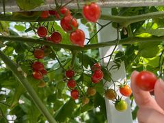 -兰陵国家农业公园