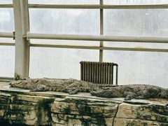 -石家庄市动物园