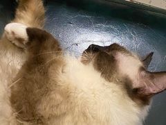 -喵喵咪呀布偶猫咖(春熙路店)