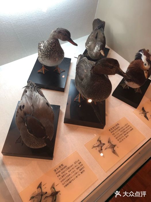大阪市立自然史博物馆图片