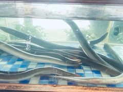 -老伙记海鲜码头(北滘店)