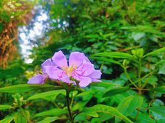 -火炉山森林公园