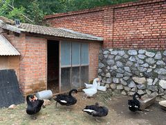 -清风小镇闯关东影视基地