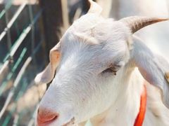 -前小桔亲子创意农场·草莓采摘·露营烧烤