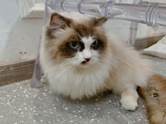 -共舞时光猫咖·狗咖(新街口店)