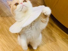 -滚猫咖啡·猫咖·猫友好撸猫(未来城店)