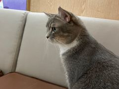 -MOCHA明星猫咖(田子坊店)