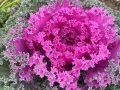 -紫颐香薰山谷景区