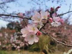 -上海植物园-4号门售票处