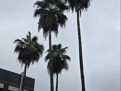 -圣爵菲斯大酒店(长沙世界之窗店)