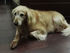 -翊宠yipet猫狗购宠庄园犬舍•猫舍