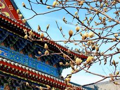 -护国法轮寺