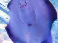 -暹罗海洋世界