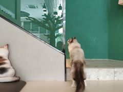 -飞行喵MR PILOT|猫舍·猫咖(静安大融城店)