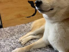 -柴务处·柴犬主题狗咖