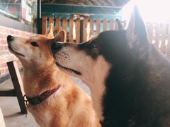 -柴犬高等学院·狗咖·柴犬售卖·宠物训练