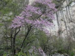 -洛阳白云山景区
