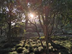 -上海醉白池公园