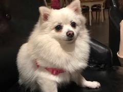 -咖啡之翼(奥特莱斯店)