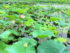 -荷塘月色湿地公园·向阳花洲