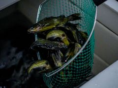 -小小河边鱼(天润城店)