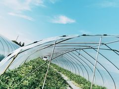 -南汇老顾农家乐采摘大团水蜜桃采摘店