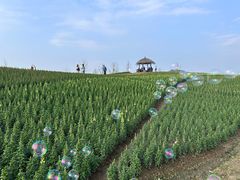 -径山花海