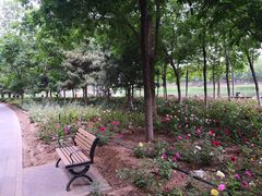 -大兴滨河森林公园