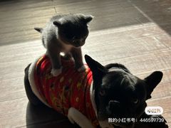 -猫的茶·猫咖