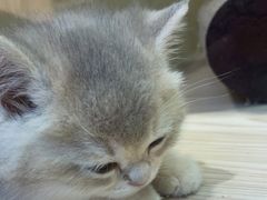 -屋虎猫馆(宝安大仟里店)