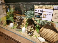 -Zoolung Zoolung动物主题公园(海信广场店)