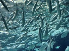 -上海海洋水族馆